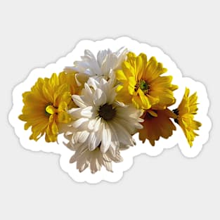 Daisies - White and Yellow Daisies Sticker